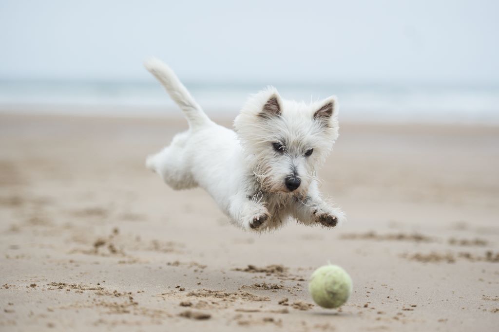 Fun summer activities for dogs